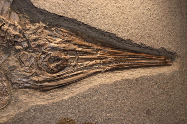 Sea Reptile Skeleton