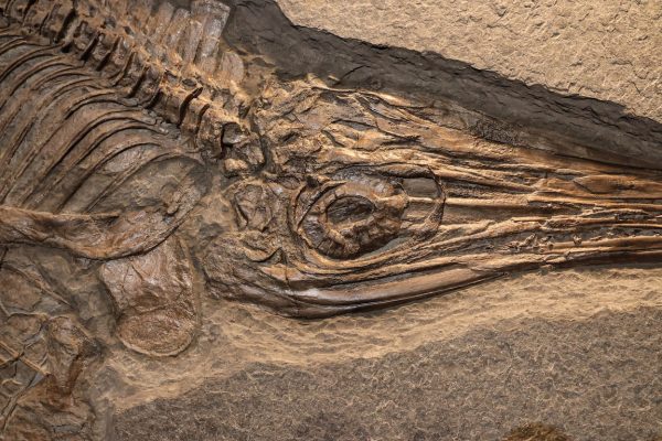Sea Reptile Skeleton