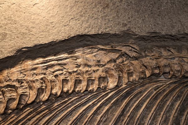 Sea Reptile Skeleton