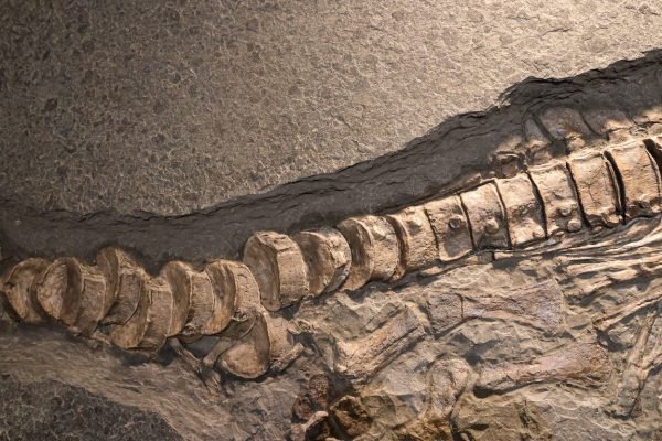 Sea Reptile Skeleton