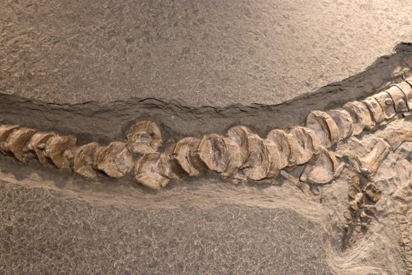 Sea Reptile Skeleton