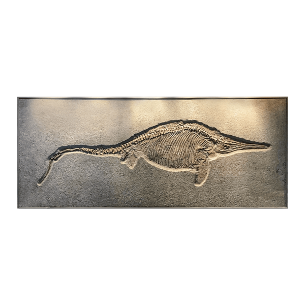 Sea Reptile Skeleton