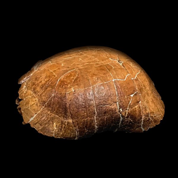 Fossil Land Turtle Shell