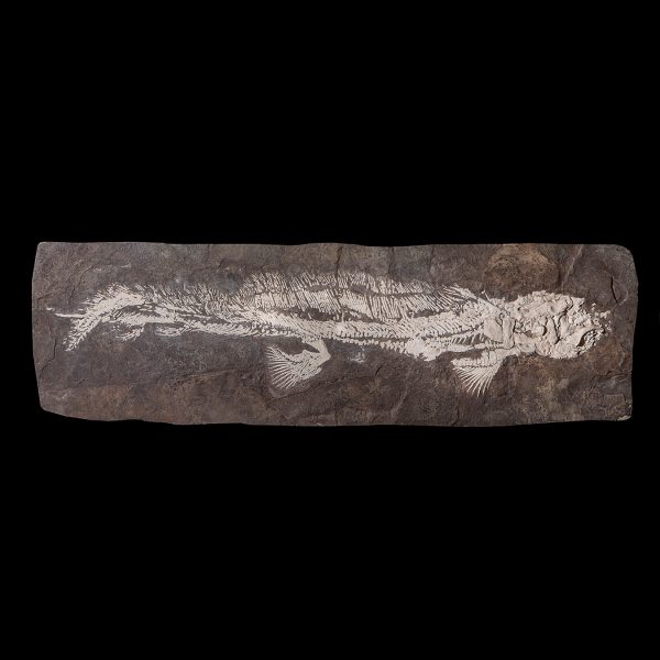 Fossil Bony Shark