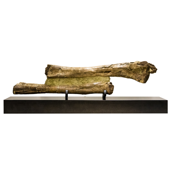Edmontosaurus Radius and Ulna