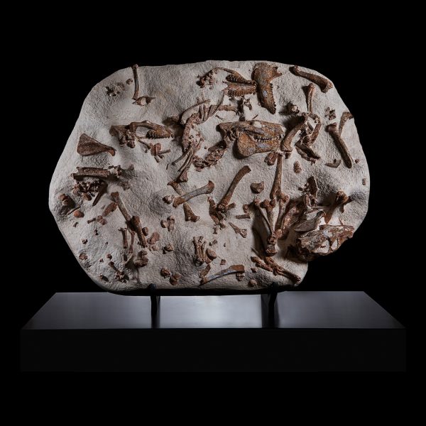 Fossil Mortality Group