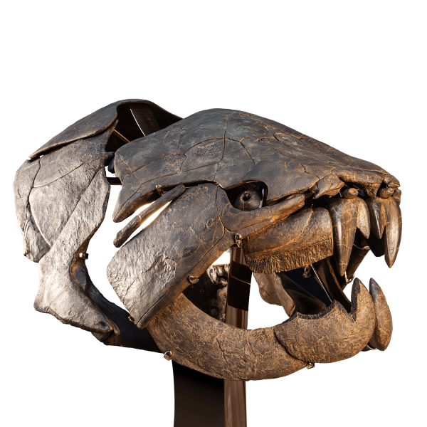 Bony Fish Skull
