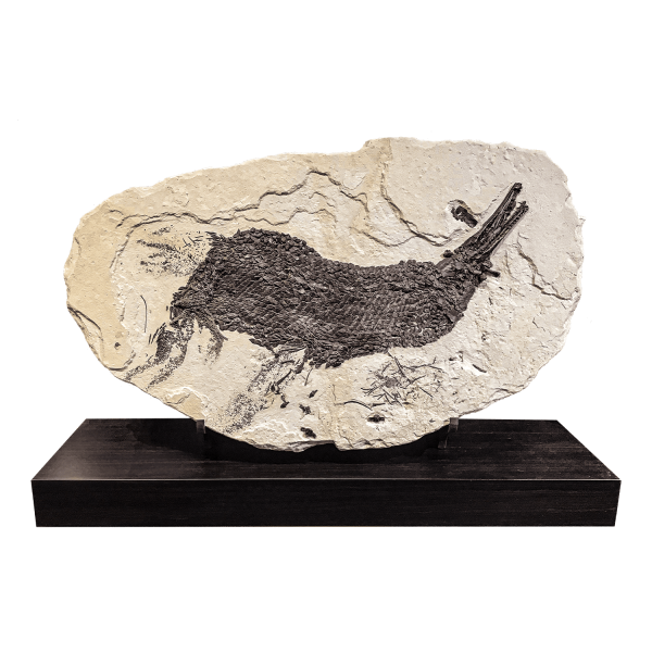 Unusual Fossil Gar Fish