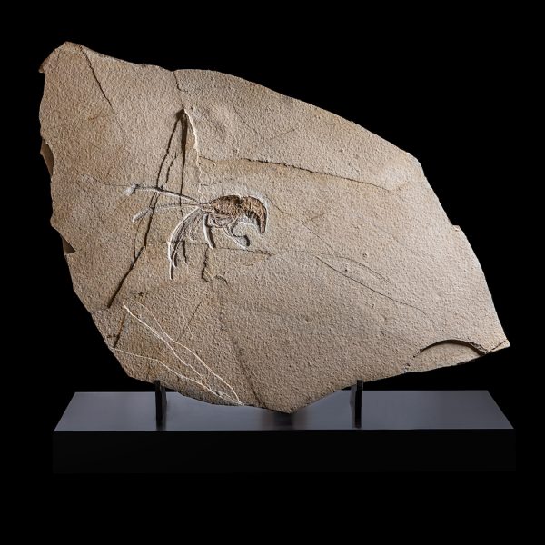 Fossil Prawn