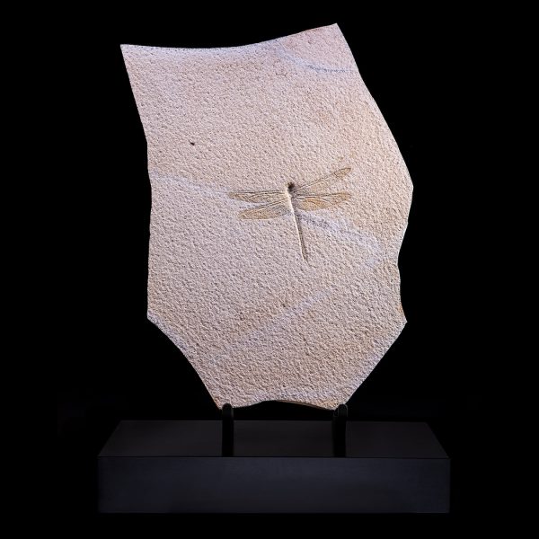 Fossil Superb Dragonfly