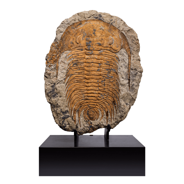Trilobite