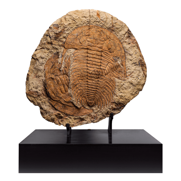 Trilobite