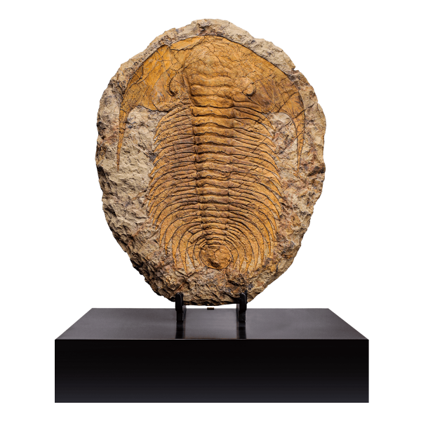Trilobite
