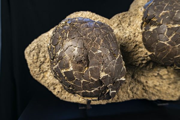 Dinosaur Egg Nest