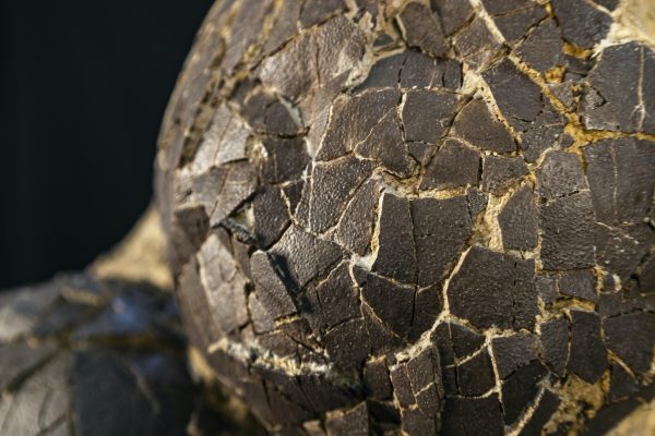 Dinosaur Egg Nest