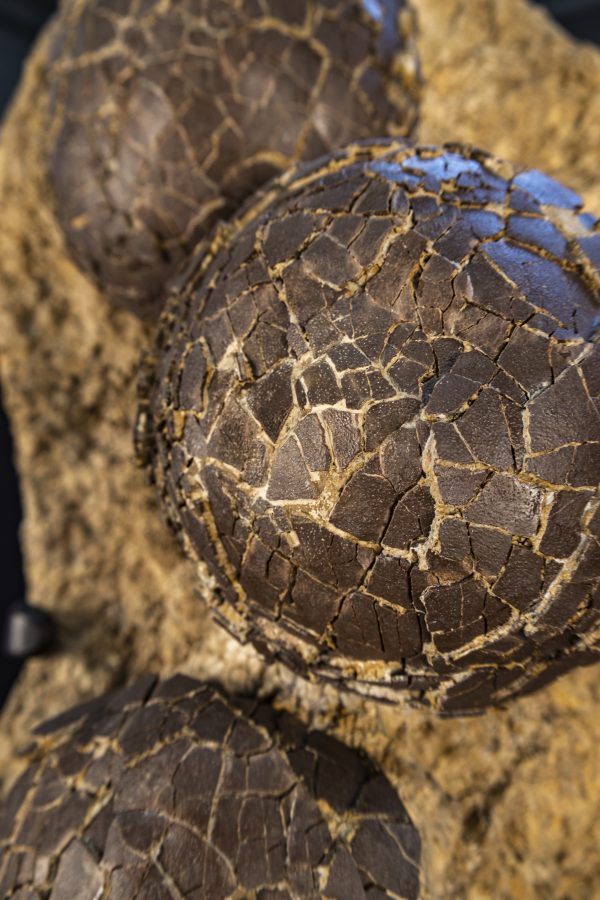 Dinosaur Egg Nest