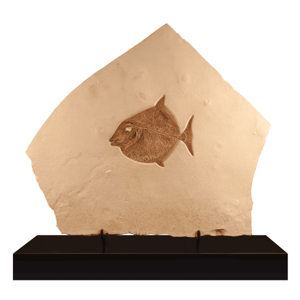 Fossil Bony Fish