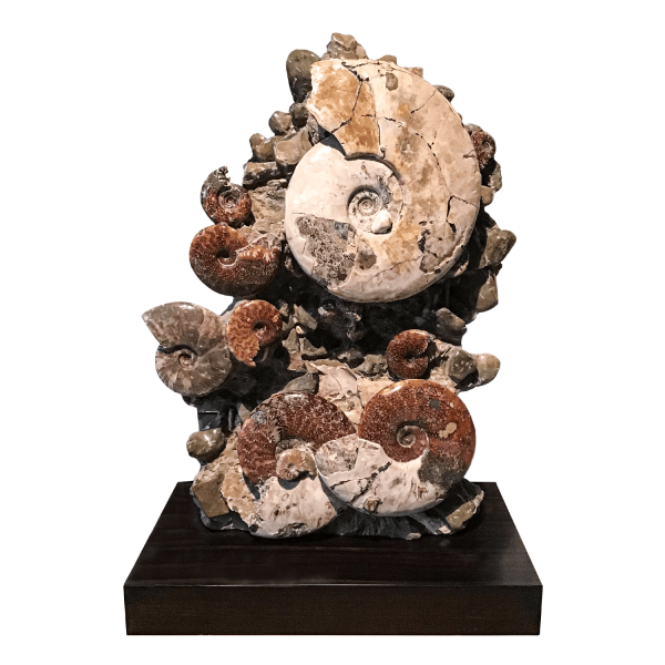 Ammonites Association