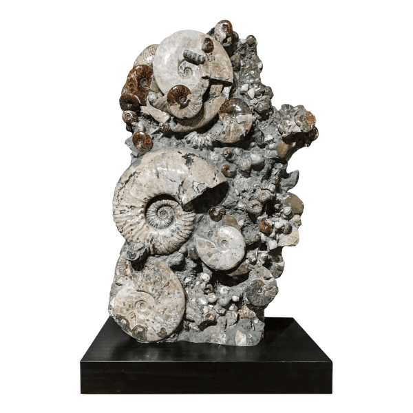 Ammonites Association