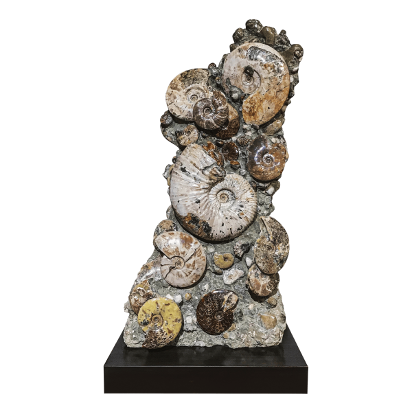 Ammonites Association
