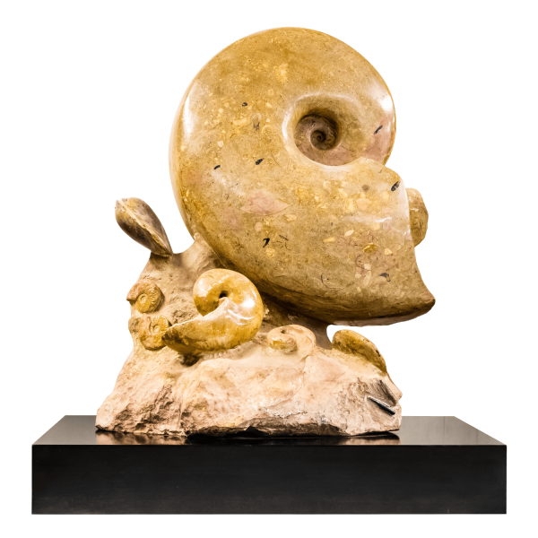 Nautiloids Association