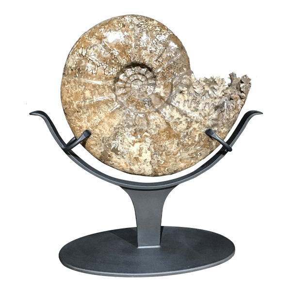 Large Polished Ammonite