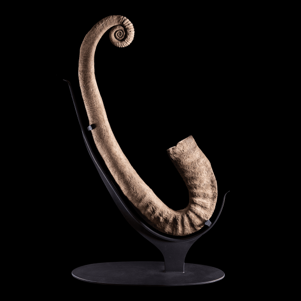 Uncoiled Ammonite