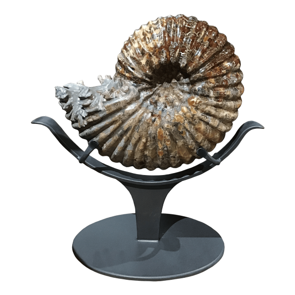Ribbed Ammonite
