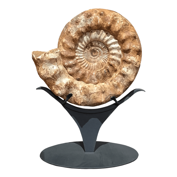 Classic Ammonite