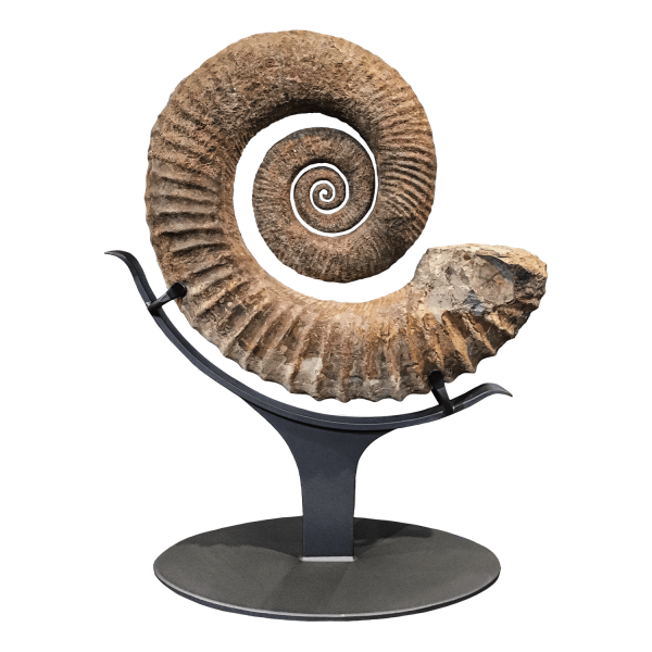 Opened Spiral Ammonite