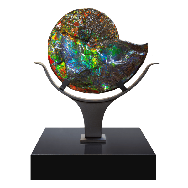 Iridescent Ammolite