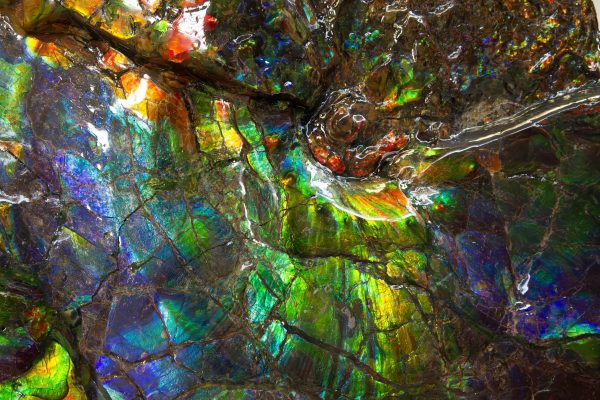Iridescent Ammolite