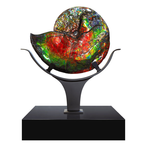 Iridescent Ammolite
