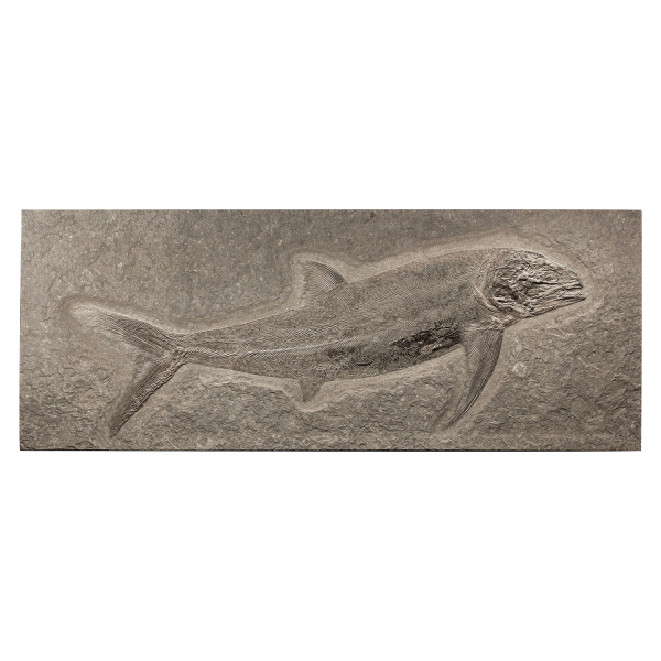 Predator Fish