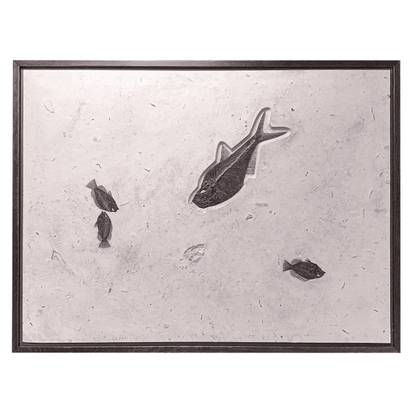 Fossil Fishes Mural