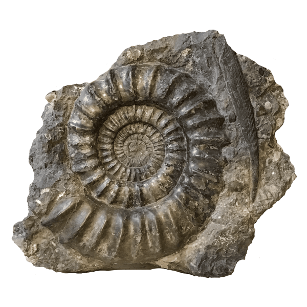 Ammonite and Shark Fin