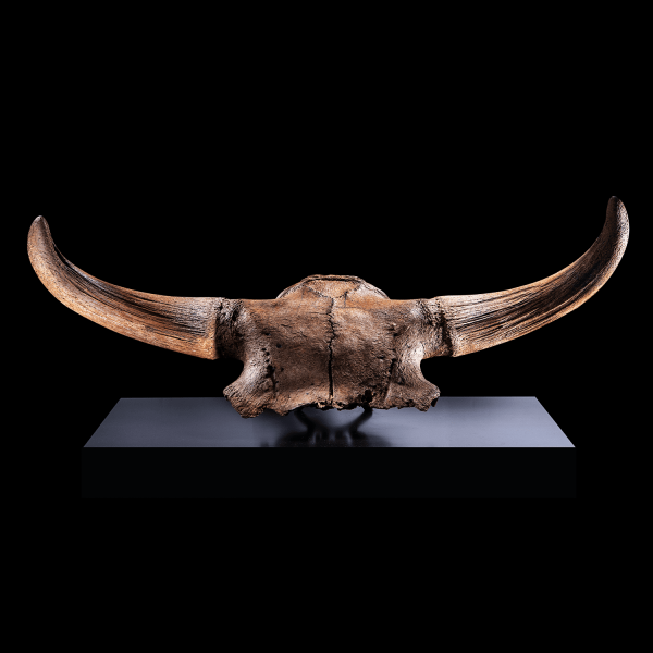 Bison Skull