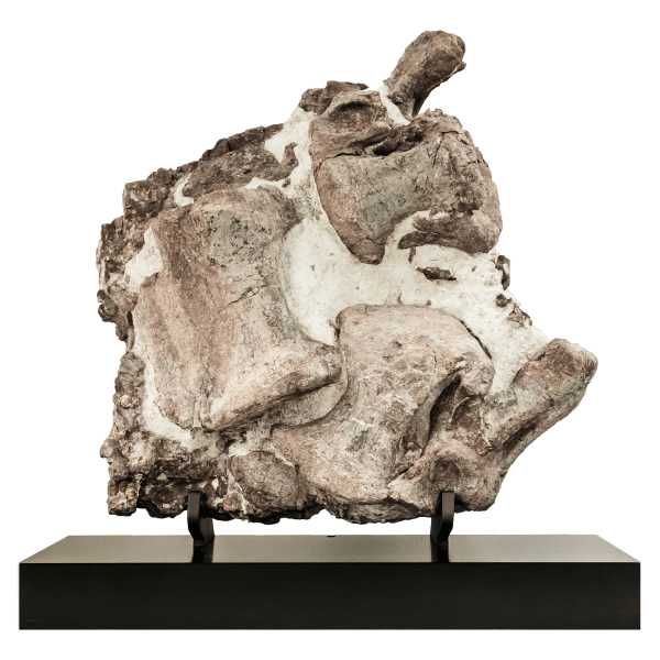 Apatosaurus vertebrae