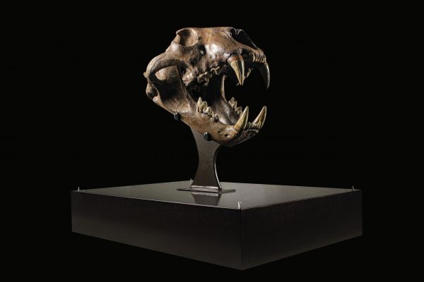 Cave Lion Skull