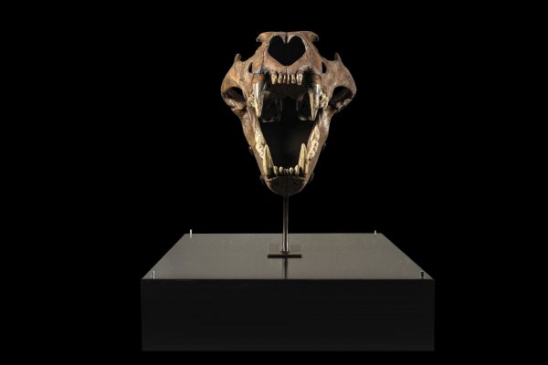 Cave Lion Skull