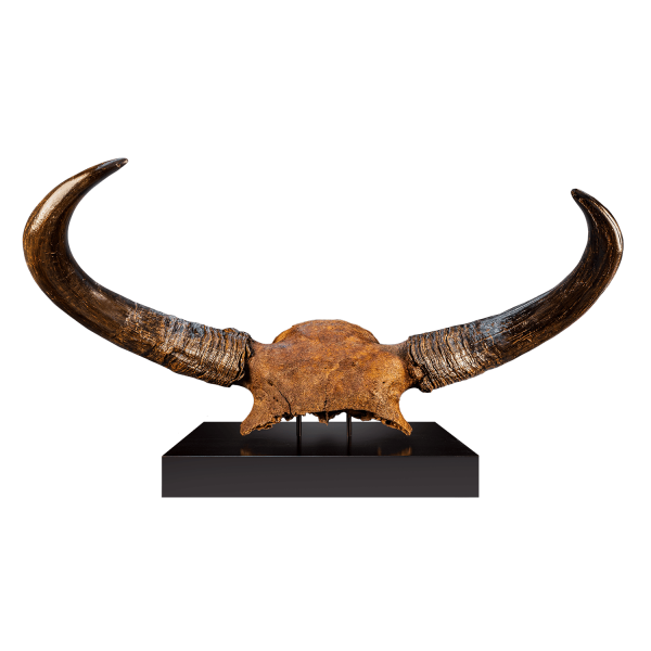 Bison Skull
