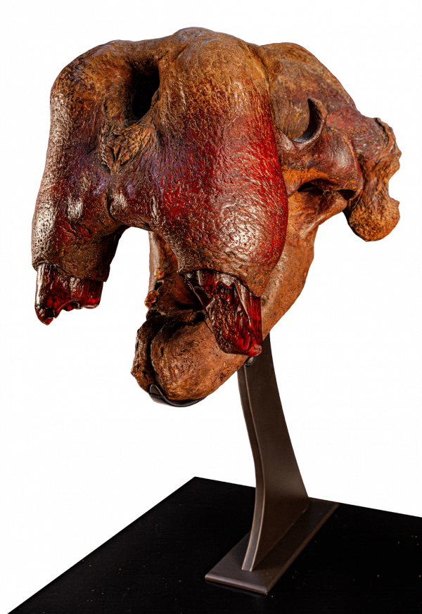 Walrus Skull
