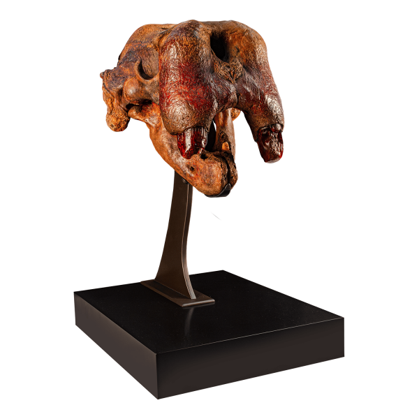 Walrus Skull