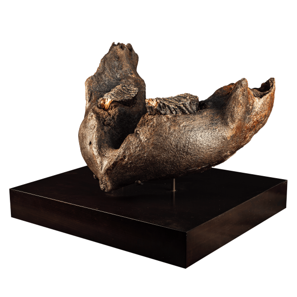 Fossil Mammoth Jaw