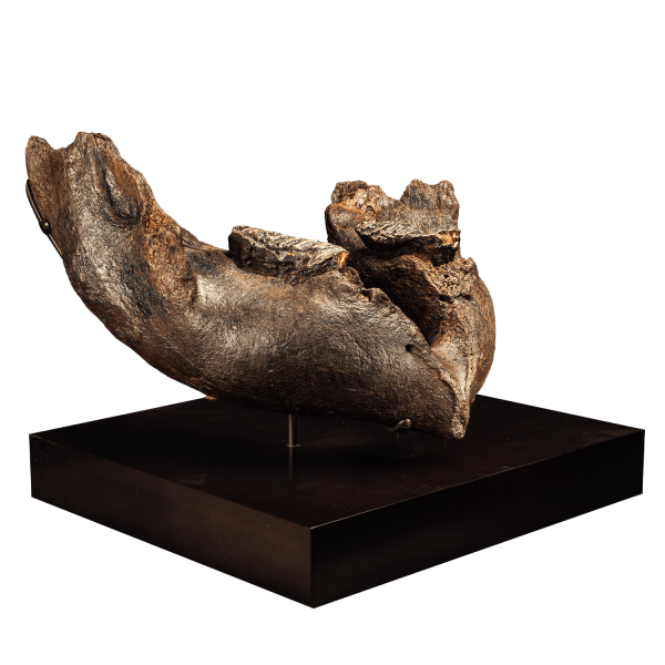 Fossil Mammoth Jaw