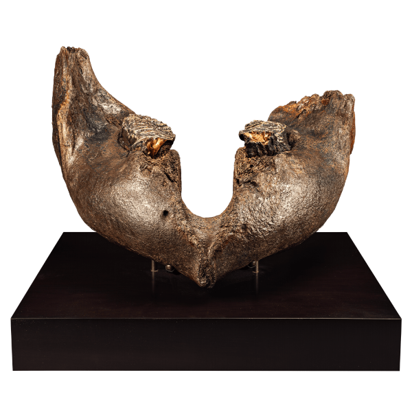 Fossil Mammoth Jaw