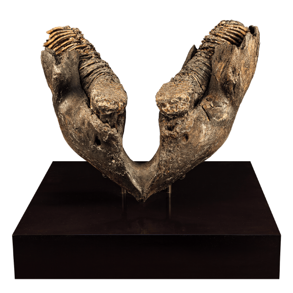 Fossil Mammoth Jaw