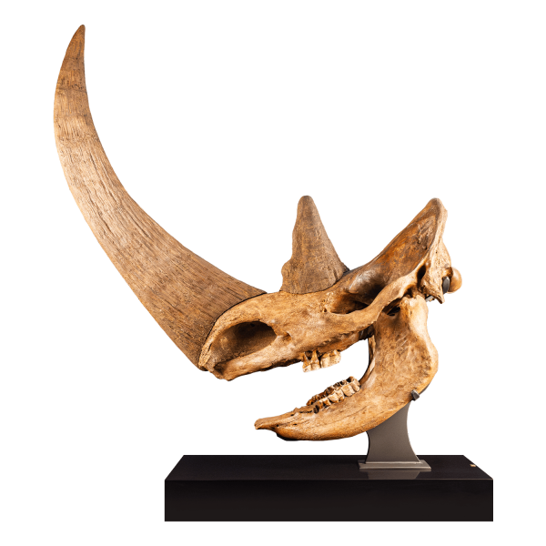 Fossil Woolly Rhinoceros Skull