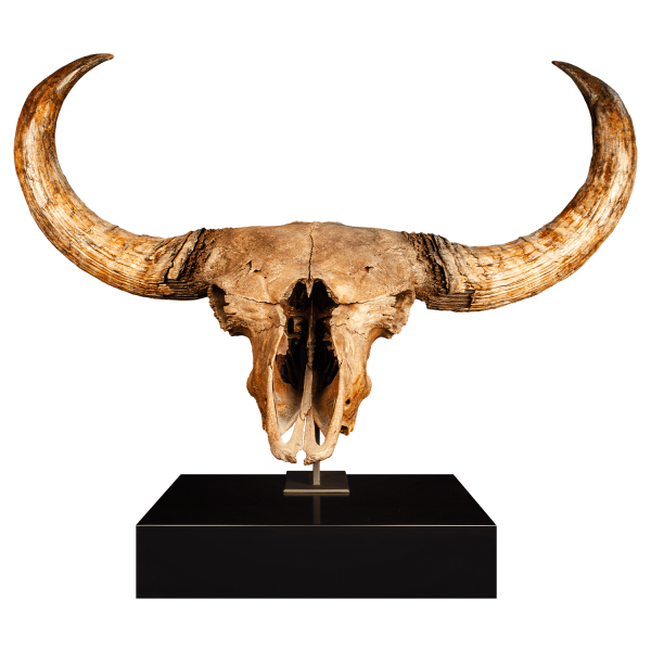 Bison Skull