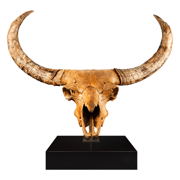Bison Skull